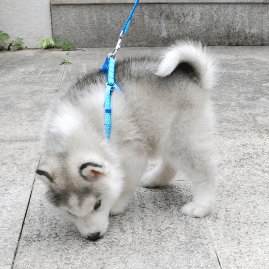 Outdoor Adjustable Walking Vest Collar For Small Dog