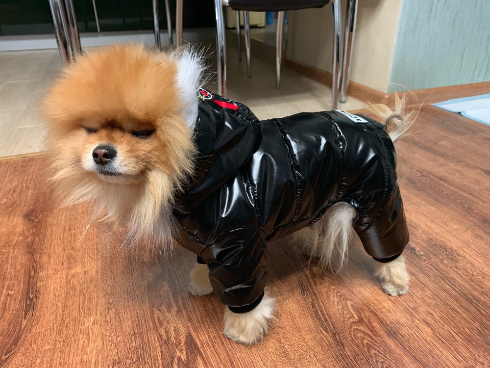 Waterproof Winter Dog Jumpsuit
